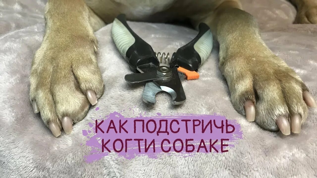 Стрижка когтей у собак. Как подстричь когти собаке. Приучить когти стричь. Собака не дает стричь