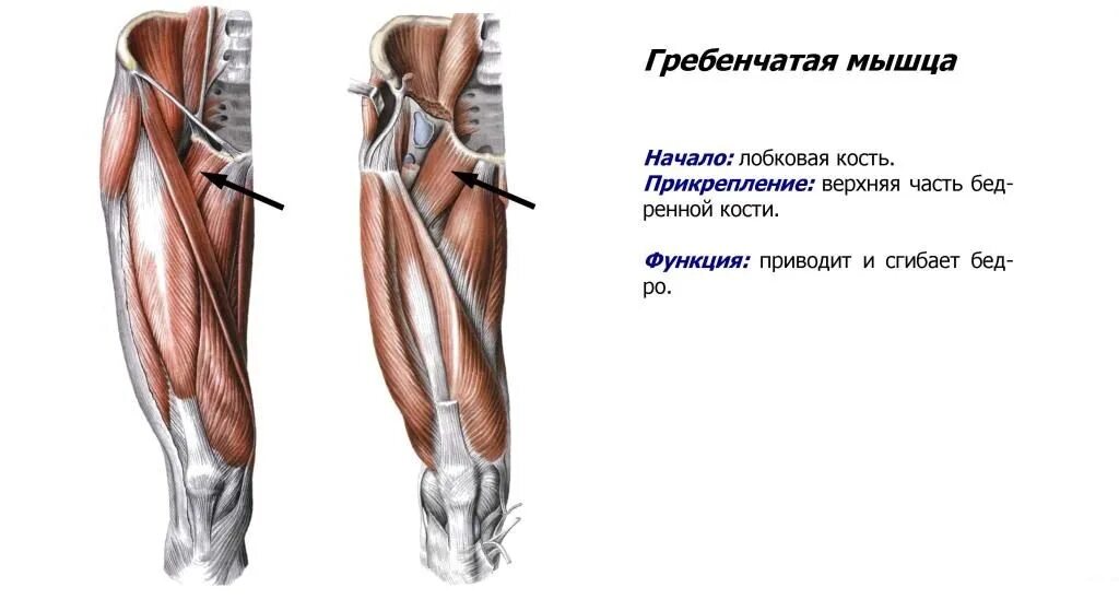 Функции приводящих мышц. Гребенчатая мышца анатомия. Гребенчатая мышца бедра функции. Гребенчатая мышца бедра анатомия. Портняжная мышца бедра анатомия.