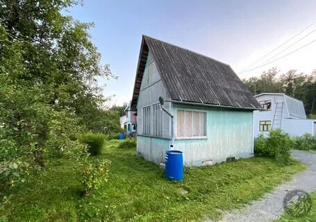 Березка 1