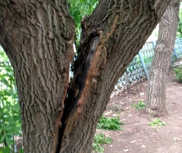 большое дерево в борках нижнекамск. угрожающие деревья. сломанное дерево. рубка деревьев. угрожающие деревья.