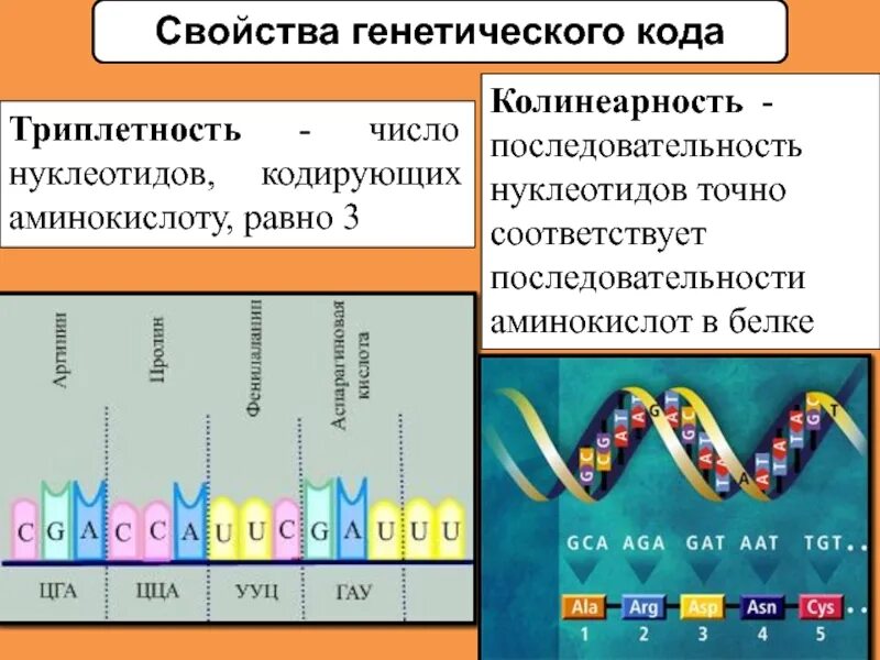 Транскрипция генетический код 10 класс. Триплетность генетического кода. свойства генетического кода триплетность. структура генетического кода. генетический код ген геном.