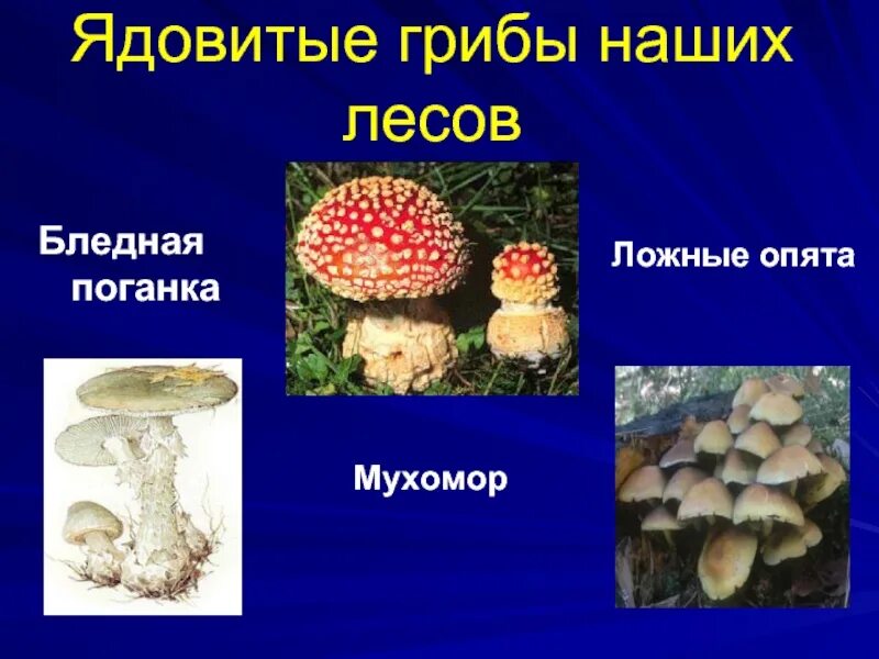 Два ядовитых гриба. Бледная поганка и ложные опята. Несъедобные грибы. Название ядовитых грибов. Съедобные и ядовитые грибы.