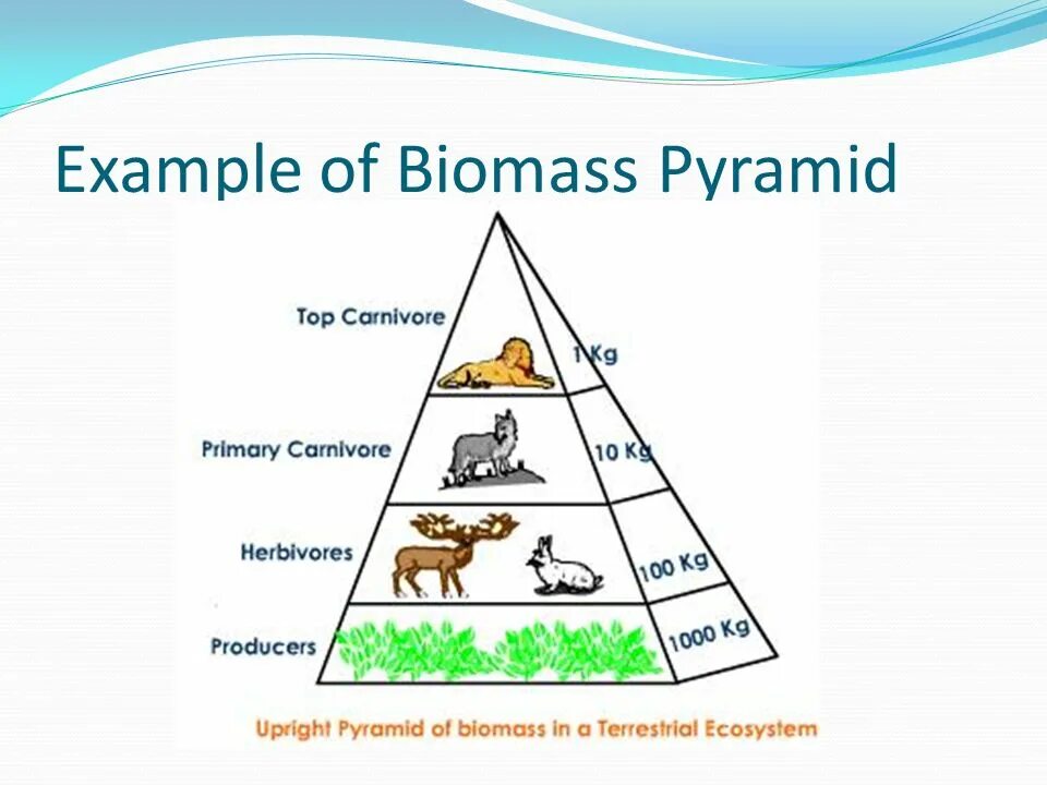 Экологическая пирамида. Экологическая пирамида биомассы. Экологиялык пирамида. Экологическая пирамида пустыни.