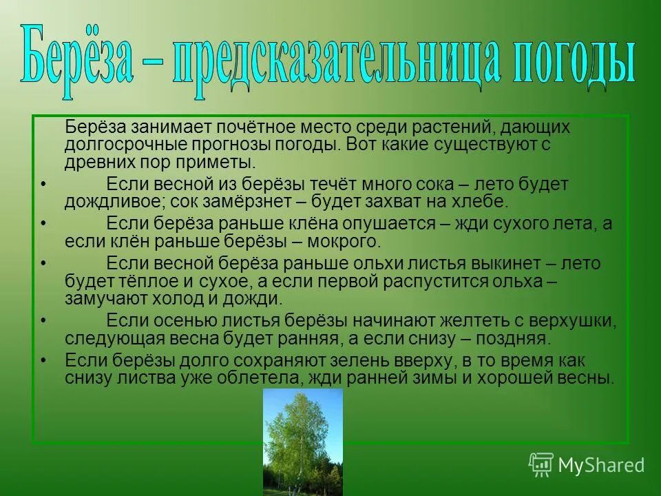 Народные приметы о Березе. Береза предсказательница погоды. Когда начинают желтеть березы. Весной на берёзе появляются листья. Прогноз погоды березка