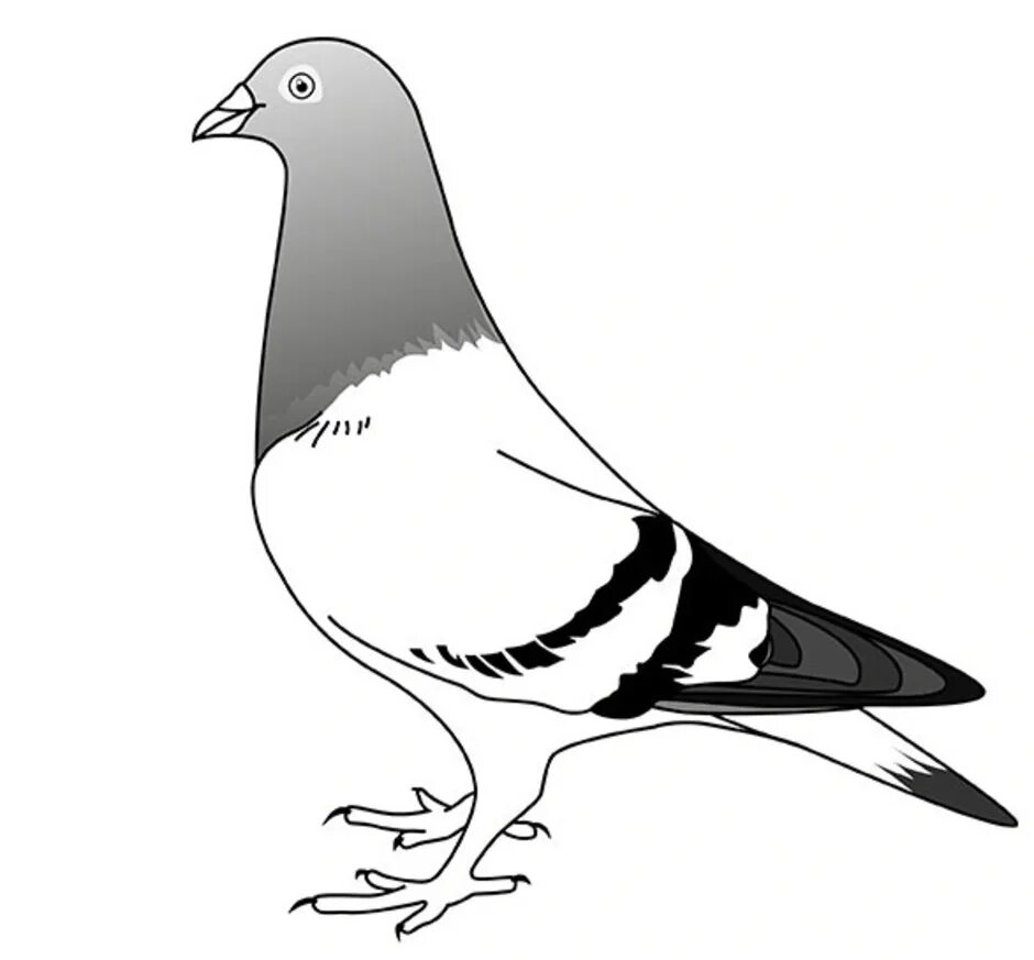 Птица рисунок черно белый. Голубь мира контур. Силуэт летящего голубя. Голубь векторная графика. Голубь чб рисунок.