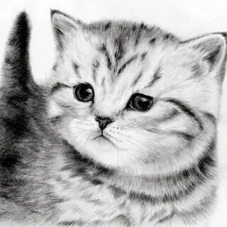 Как нарисовать самого котенка