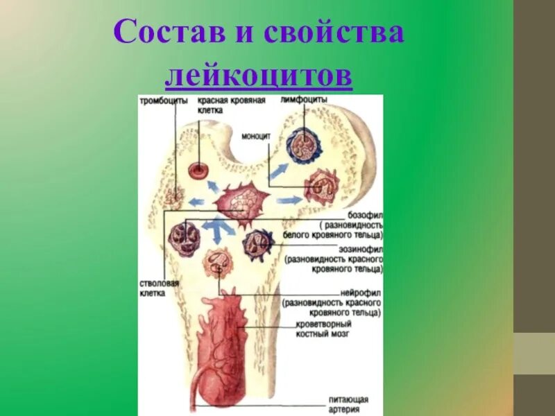 Болезни кроветворной системы. Строение кроветворных органов. Заболевания крови и кроветворных органов. Патологии кроветворных органов. Ковид органы