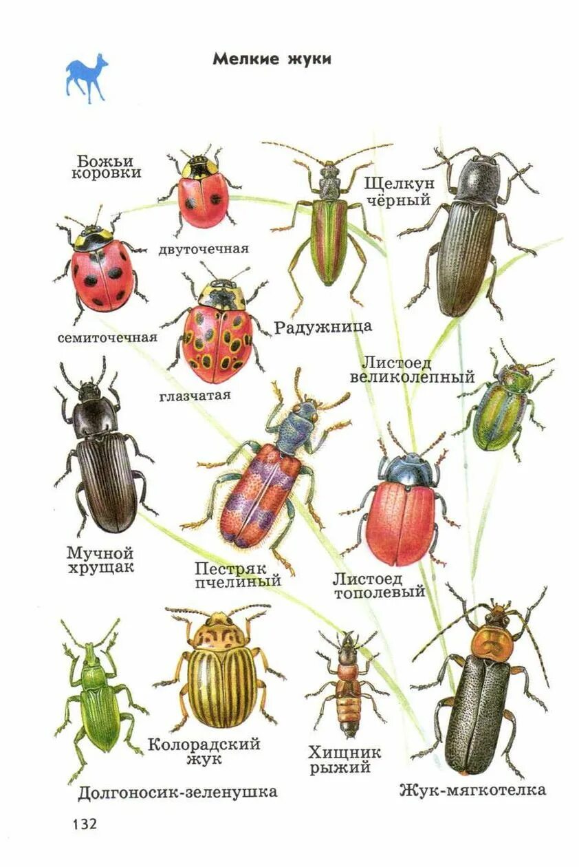 Название 1 жуков. Атлас определитель название Жуков 1 класс. Атлас-определитель 2 класс окружающий мир жуки. Атлас определитель Жуков 1 класс окружающий мир. Жуки атлас определитель Жуков.