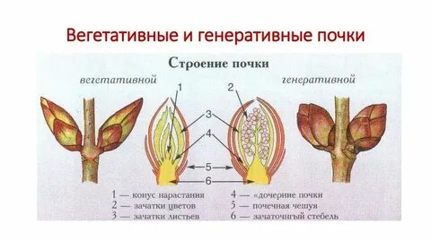 Цветы развиваются из почек