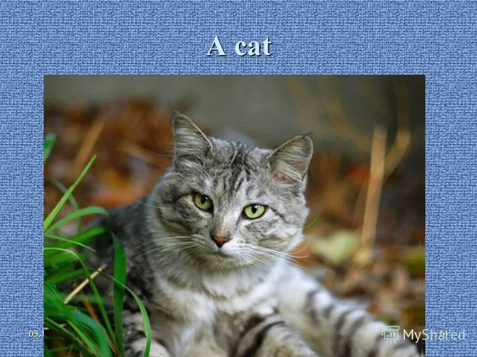 Мохнатенькая усатенькая есть. Мохнатенькая усатенькая ест и пьет песенки поет отгадка. Мохнатенькая усатенькая есть. Мохнатенькая усатенькая есть. Мохнатенькое усатенькое есть начнет песенку поет.