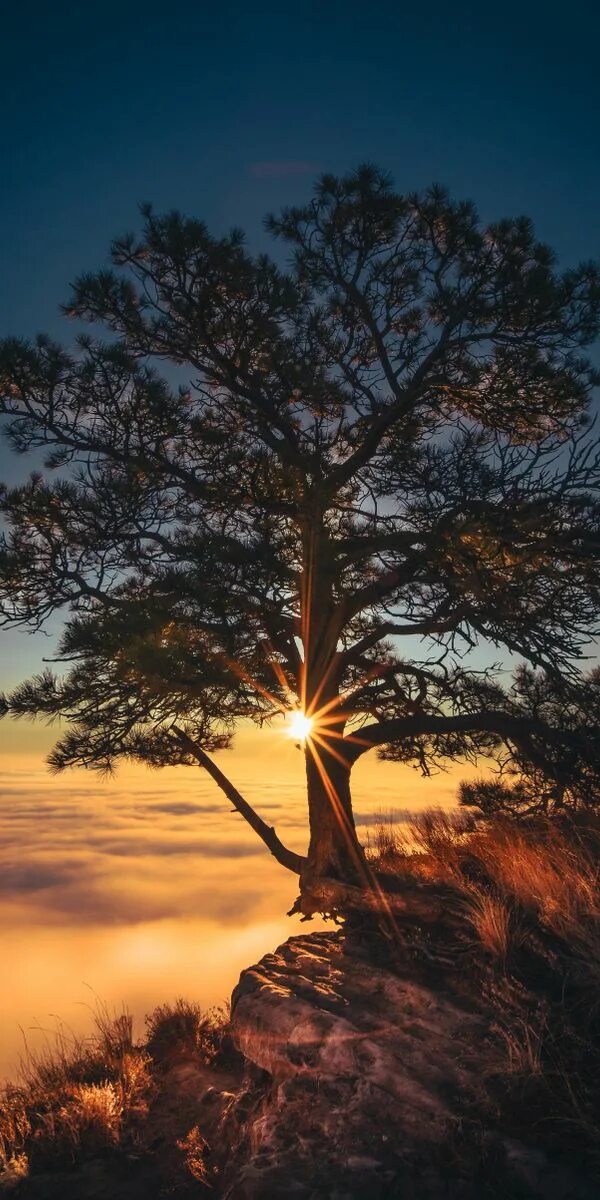 Phone tree