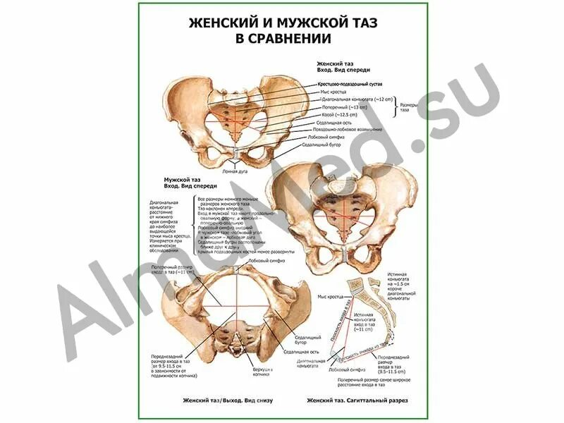 Кости таза мужчины. Мужской и женский таз. Мужской таз. Кости таза мужчины и женщины. Строение мужского таза.