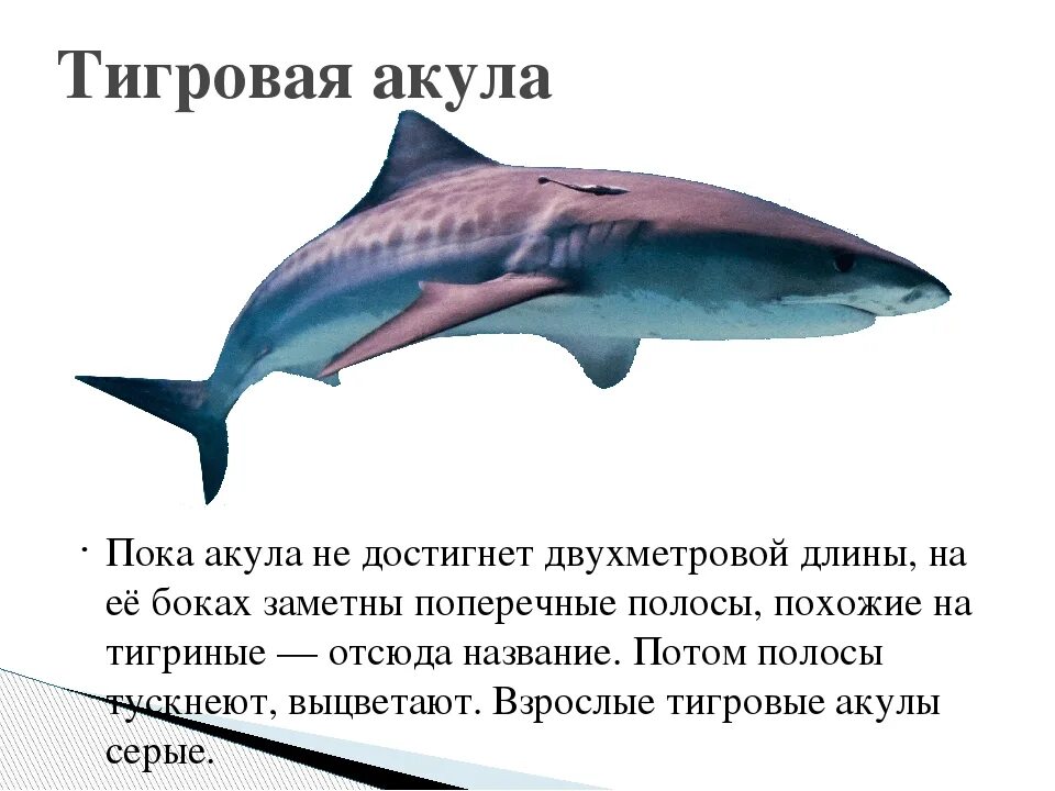 Почему акул считают примитивными рыбами. Доклад про акулу. описание тигровой акулы. интересные факты о акулах.