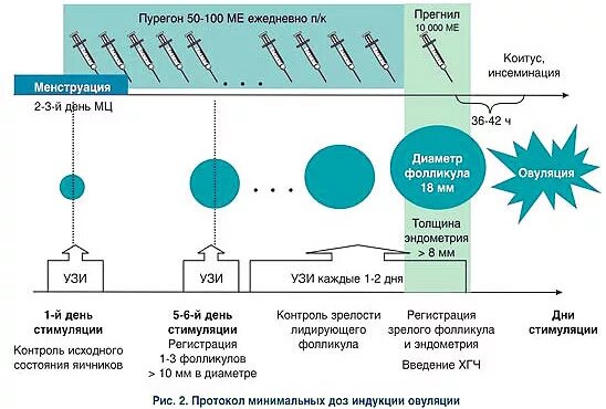 Схема стимуляции овуляции. Стимуляция овуляции протокол схема. Стимуляция овуляции эко схема. Схема стимуляции овуляции перед эко. Протокол стимуляции овуляции для эко.