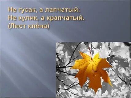 Листья клена стихи
