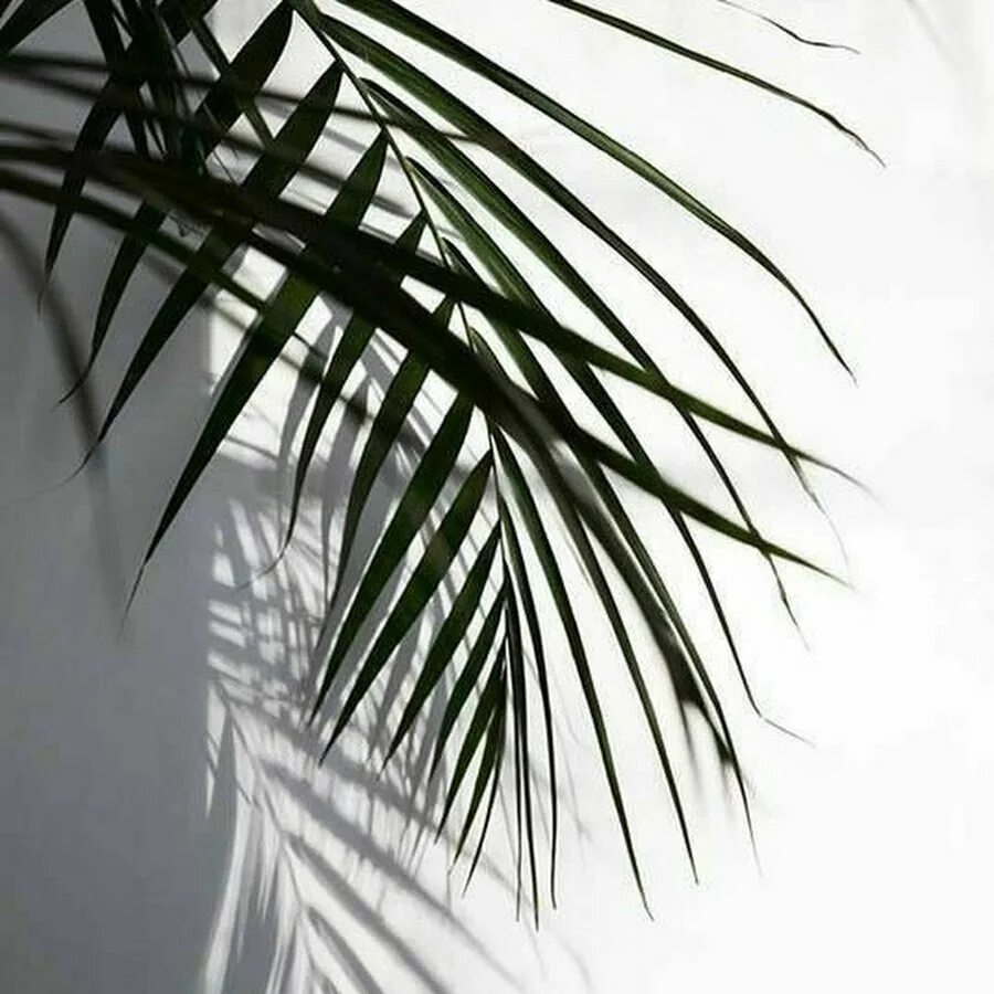 Тень от листьев на стене. Тень от листьев. Тень от листвы. Эффект тени от листьев. Тень от цветов.