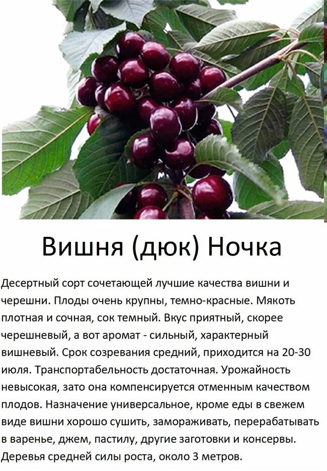 Вишня ночка опылители описание сорта. Черевишня дюк ночка. вишня сорт дюк ночка. дюк чудо-вишня (вишнёво-черешневый гибрид). черевишня дюк чудо-вишня.