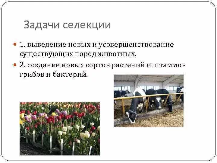 Созданием новых пород и сортов занимается
