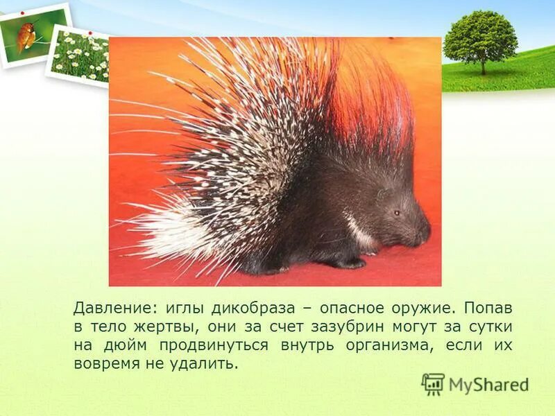 Распылитель дизельной форсунки 16с426б. Щелевой фильтр форсунки камаз. Давление иглы. Давление иглы. Давление иглы.