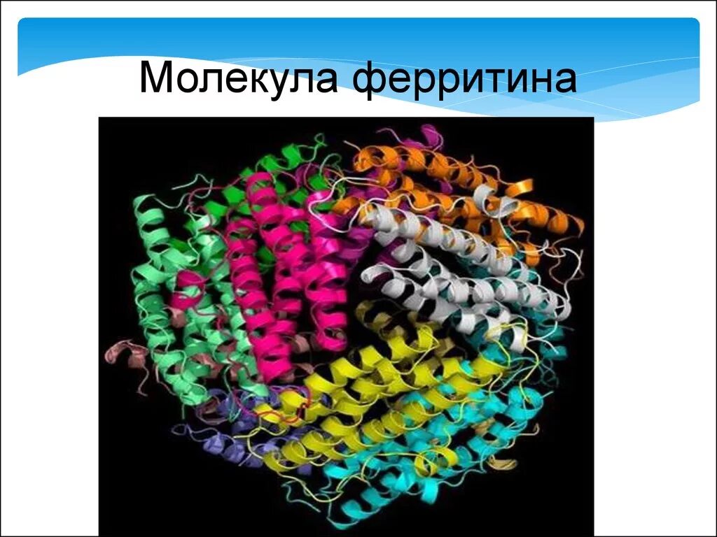 Молекула белка является полимером. Молекула ферритина. ферритин молекула. структура молекулы ферритина. ферритин строение.