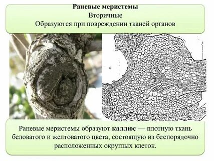 Какие ткани вторичные