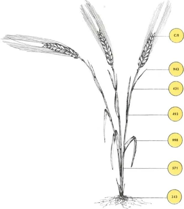 Строение пшеницы ржи ячменя. Строение зерна ячменя. Строение Колоса ржи. Строение ржи и ячменя.