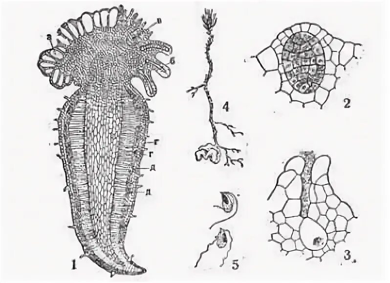 Клетки зародыша хвоща. Антеридий у Lycopodium clavatum. Заросток архегонии. Строение заростка плауна. Строение гаметофита плауна.