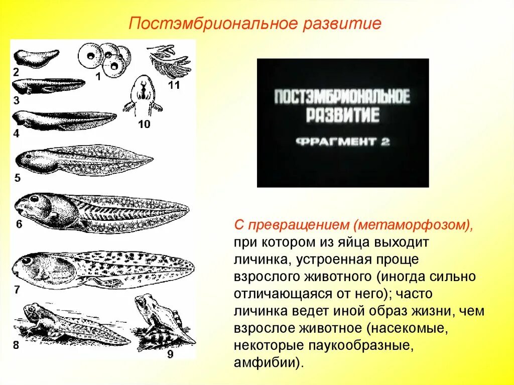 Развитие с метаморфозом у рыб. Постэмбриональное развитие рыб. Постэмбриональное развитие с превращением. Эмбриональное и постэмбриональное развитие. Метаморфоз 20