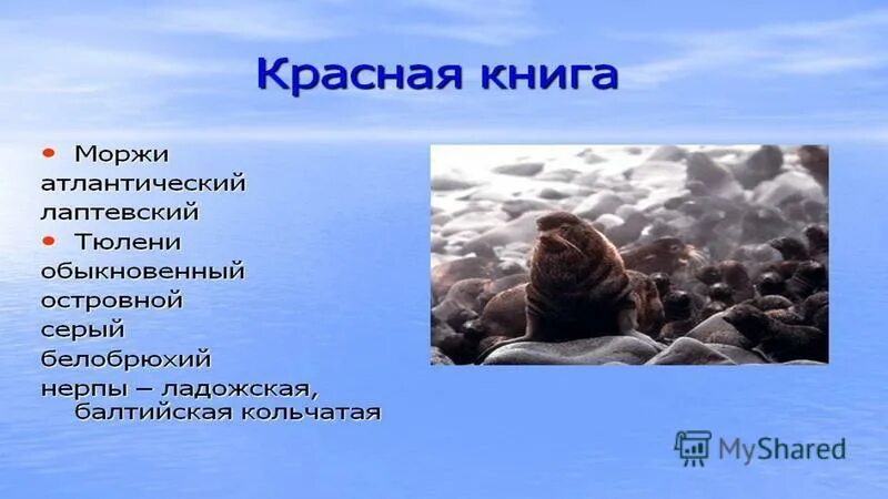 ластоногое млекопитающее неуклюжий человек кроссворд. загадка про тюленя для детей. ластоногое млекопитающее неуклюжий человек кроссворд. тюлень морж это а индюк. отряд ластоногие семейство.