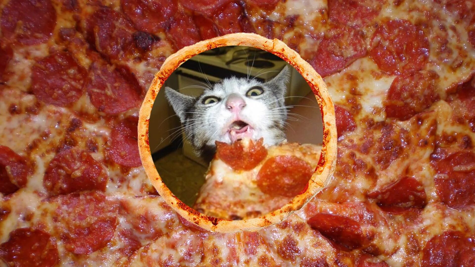 Съел большой кусок. Кот и пицца. Коты и пицца. Обожрался пиццы. Кот жрёт пиццу.