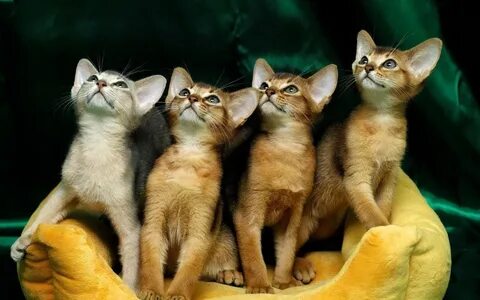Des chats
