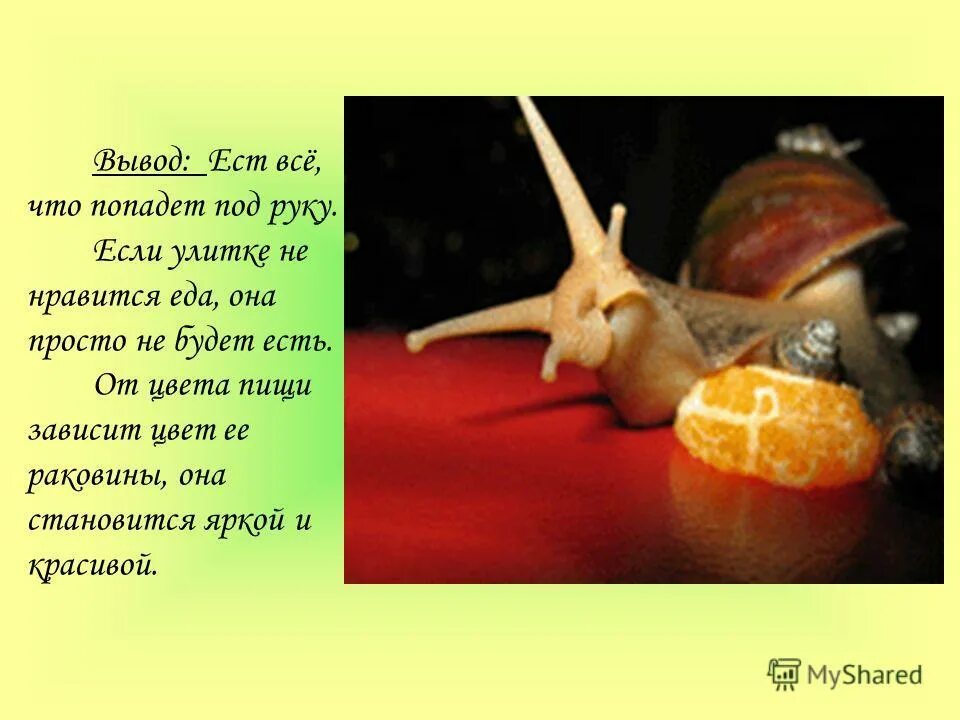 Почему улитка не ест. Улитка для детей. про улитку прочитать. улитка по английскому. история про улиток 2 класс.