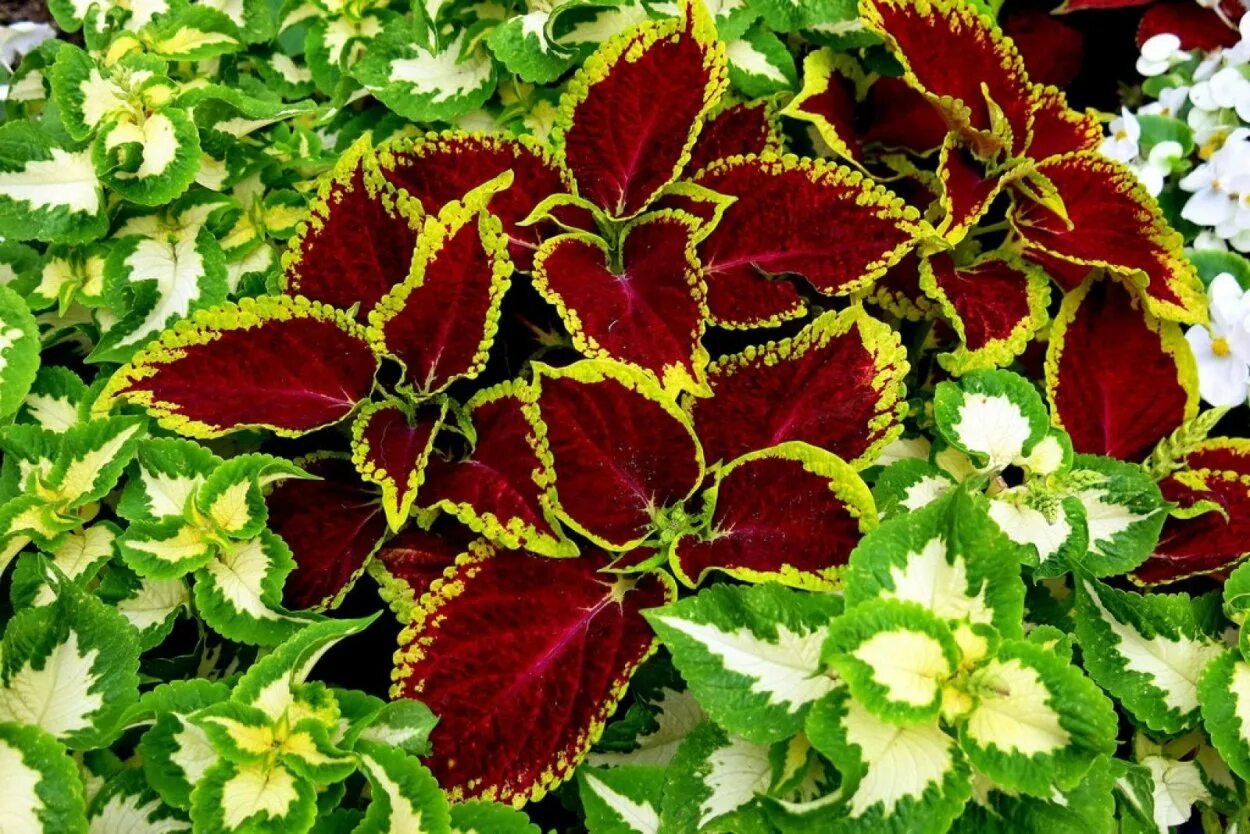 Колеус ренельта coleus rehneltianus. Колеус блюме радуга. Scarlet. Колеус блюма. Цветы колеусы многолетний или однолетний.