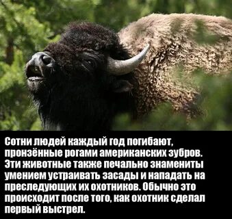 Дикие факты