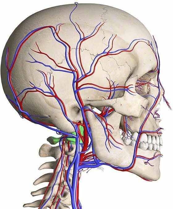 Мозговое кровообращение неврология. Кровоснабжение черепа анатомия. Сосуды головного мозга и шеи. Артерии головы.