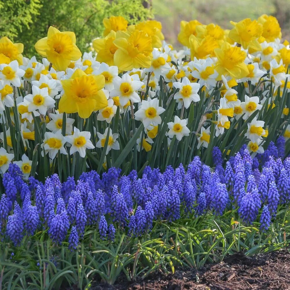 There are many flowers in the garden