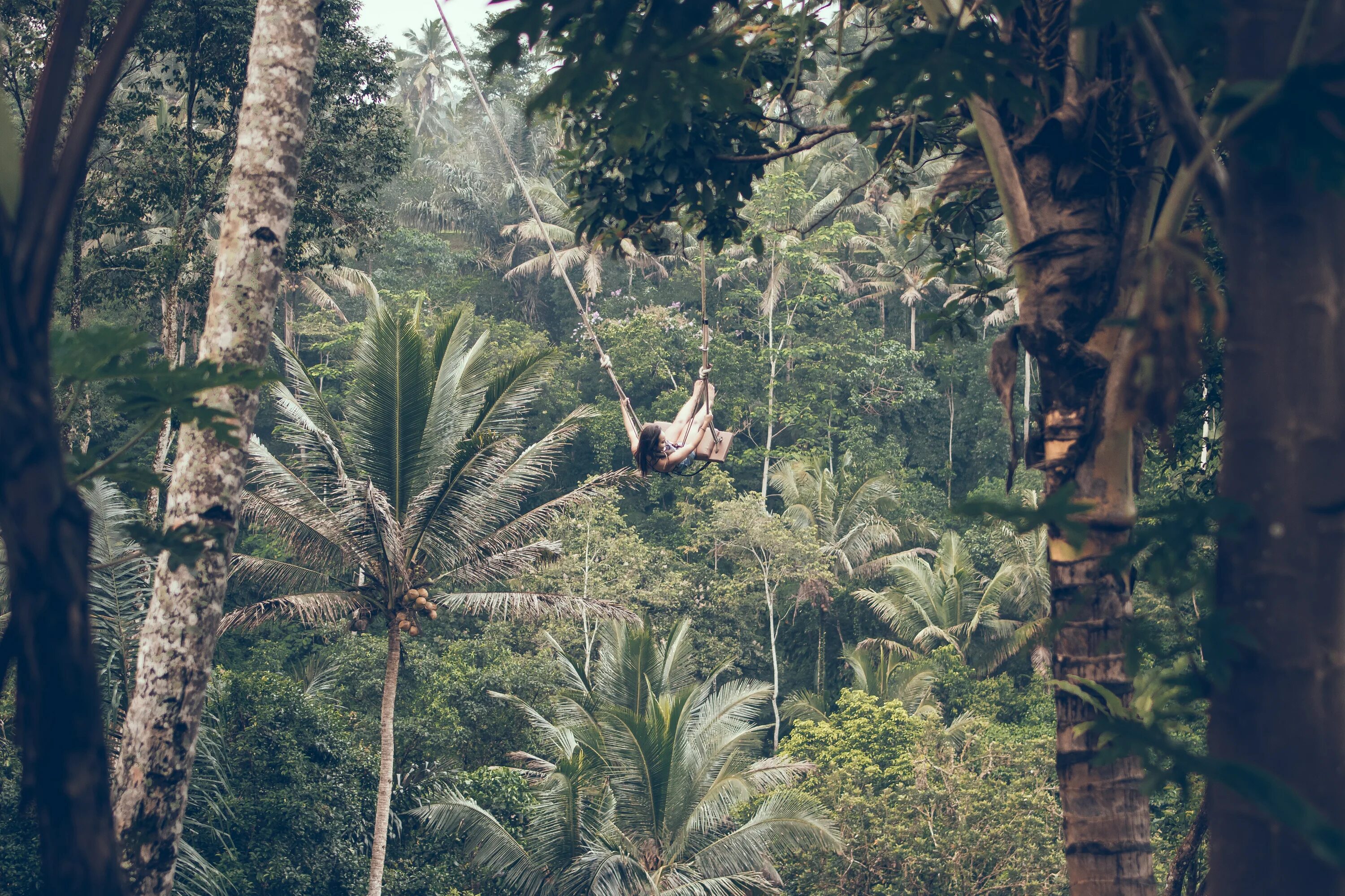 Леса несмотря на тропический зной не. Балли тропики. Бали джунгли Магнолия. Тропический лес. Пальмы в тропических лесах.