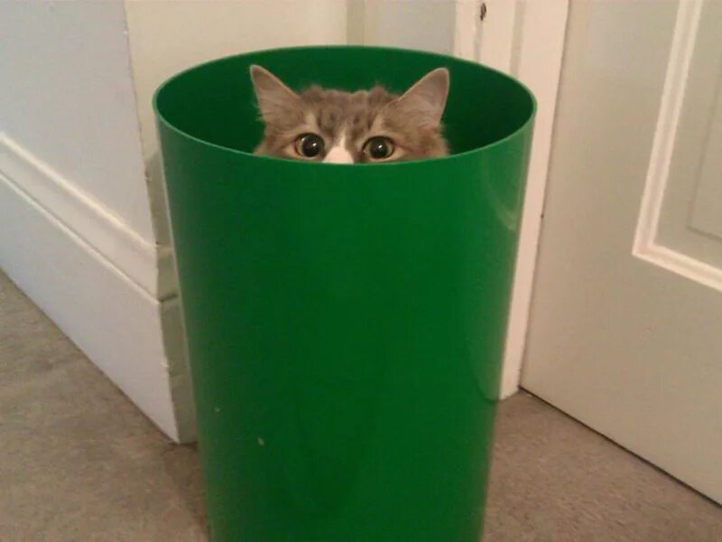 Котенок прячется. Кот скрывается. Котик в коробке. Кот типа спрятался. Кошечка спряталась.