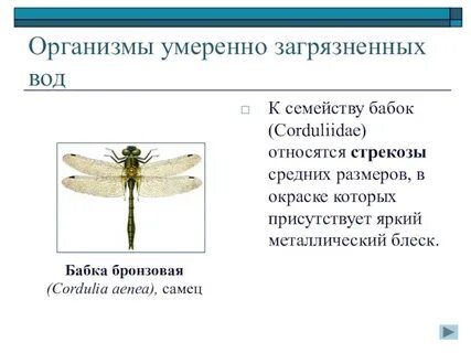 К какому отряду относится