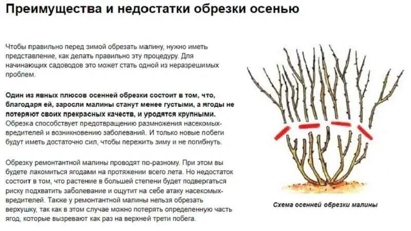 Можно обрезать ремонтантную малину. Схема обрезки ремонтантной малины осенью. Обрезать малину осенью правильно. Схема обрезки ремонтантной малины. Обрезать малину осенью ремонтантную.