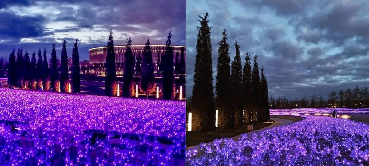 Парк галицкого в краснодаре шалфей. Парк галицкого в краснодаре шалфей. Парк галицкого в краснодаре лаванда. Парк галицкого в краснодаре лаванда. Шалфей в парке галицкого краснодар.