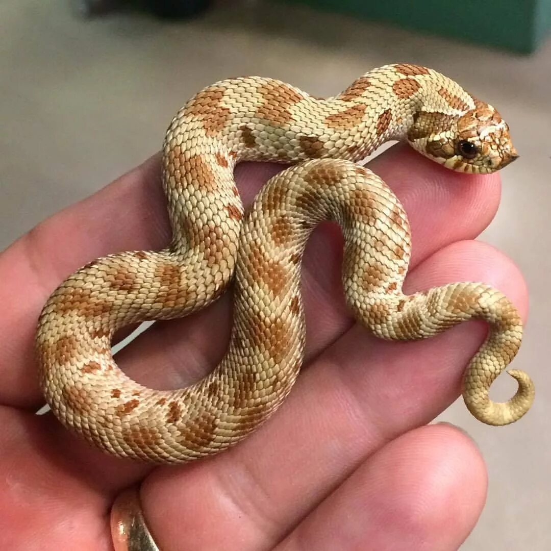 Авито змея купить. Техасский полоз. Heterodon nasicus. Маисовый полоз. Белый Техасский полоз.