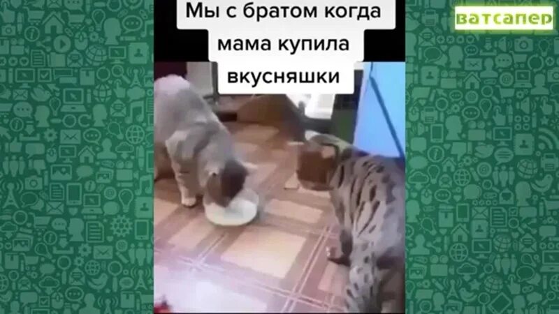 Видео приколы вацапе. Прикольные видюхи для ватсапа. Прикольные видео для ватсап. Видео приколы для ватсап. Смешные видео для вацап.