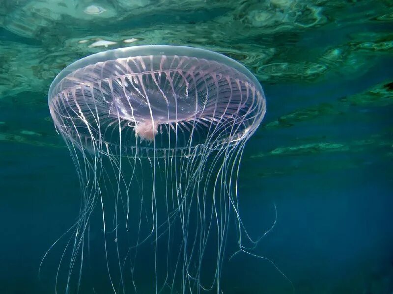 Инфраухо медузы. Ядовитые сцифоидные медузы. Сцифоидные медузы. В какой воде медузы. Книдария медуза.