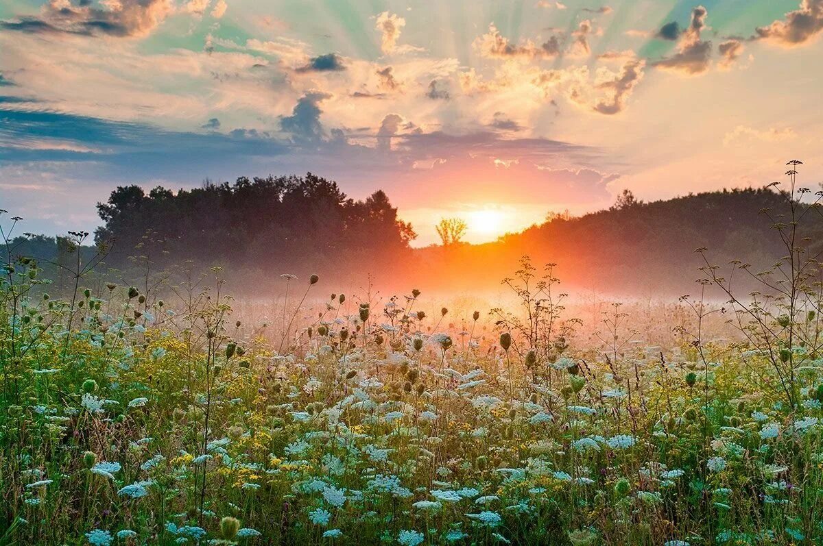 Прекрасное утро природа. Утро (Утренняя Заря) (1534). Зорька Вятское разнотравье. Летний рассвет. Рассвет летом.