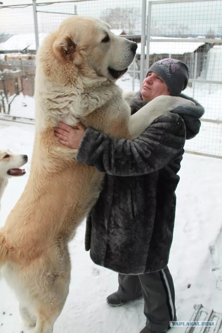 Среднеазиатская овчарка гигант. Среднеазиатская овчарка алабай бульдозер. Азиатская овчарка волкодав. Алабай. Алабай собака вес.
