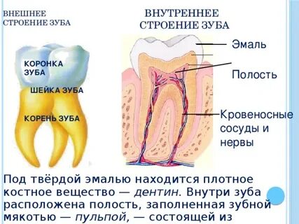Каково внешнее и внутреннее строение зуба