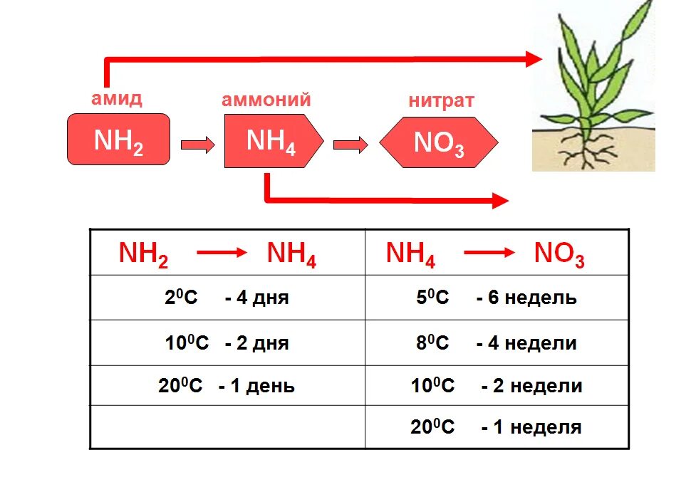 Азот нитраты и нитриты. Доступные формы азота для растений. Амидная форма азота для растений. Три формы азота для растений. Переход азота аммонийного в нитратный.