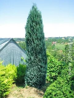 Кипарисовик колумнарис