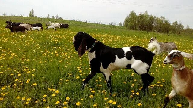 Усадьба белая коза новые. Белая коза ферма переславль-залесский. Ангорская пуховая коза. Усадьба белая коза. Усадьба белая коза новые.